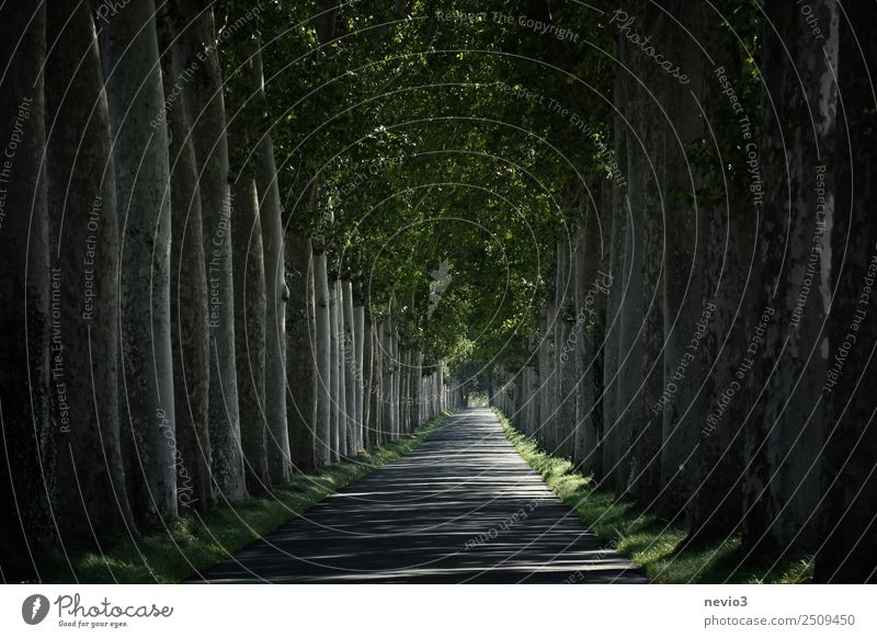 French plane tree avenue near Versaille Castle Nature Landscape Tree Natural Green Spring fever Avenue American Sycamore Versailles Deciduous tree Leaf Street