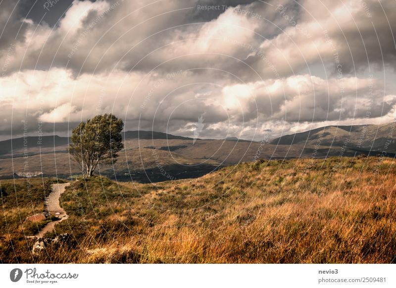 Birch trees on their way to Ben Nevis in Scotland Landscape Sky Clouds Storm clouds Weather Wind Tree Meadow Field Deserted Brown Orange High plain Grassland