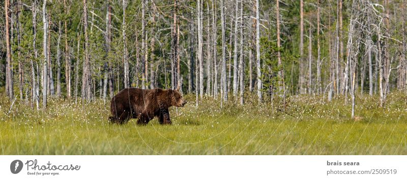 Brown Bear Safari Hunter Science & Research Biology Environment Nature Animal Earth Tree Forest Wild animal Brown bear 1 Love of animals