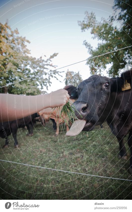 [CHAMANSÜLZ 2011] One beef tongue, please! Agriculture Forestry Arm Hand Fingers Tree Grass Meadow Animal Farm animal Cow Animal face Pelt Herd To feed Feeding