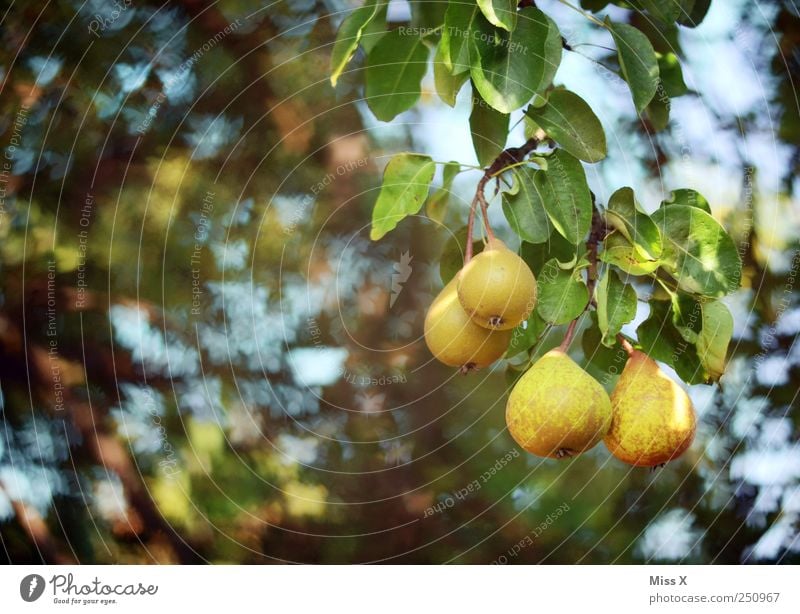 Butterfly Bokeh Food Fruit Nutrition Nature Summer Tree Leaf Animal Flock Delicious Sour Sweet Yellow Green Pear Pear tree Colour photo Multicoloured