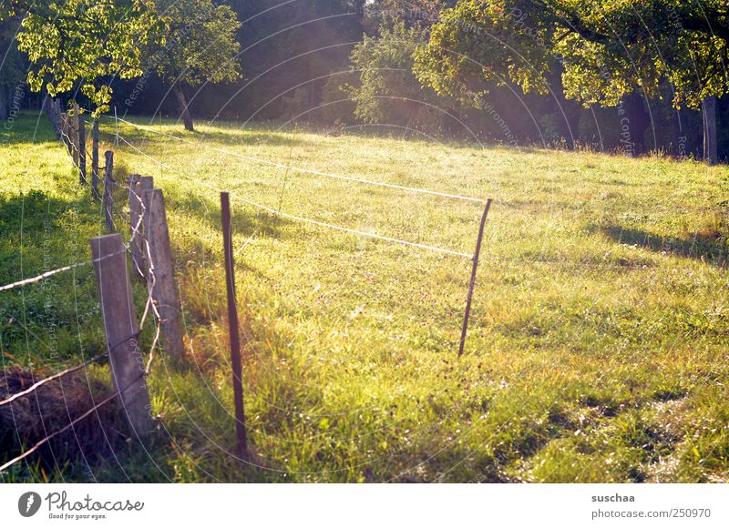 [CHAMANSÜLZ 2011] sülzistan is beautiful .. Environment Nature Landscape Summer Weather Beautiful weather Meadow Field Green Idyll Grass Willow tree trees Fence