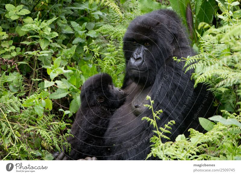 Mother and baby gorilla in the Virunga National Park, Rwanda Vacation & Travel Safari Mountain Nature Animal Virgin forest Feeding Natural Wild Africa Beringei