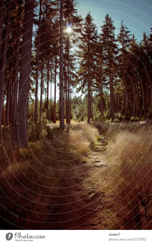 Forest and meadows picture Landscape Autumn Beautiful weather Lanes & trails Hiking Blue Brown Relaxation Nature Coniferous forest fichtelgebirge Colour photo