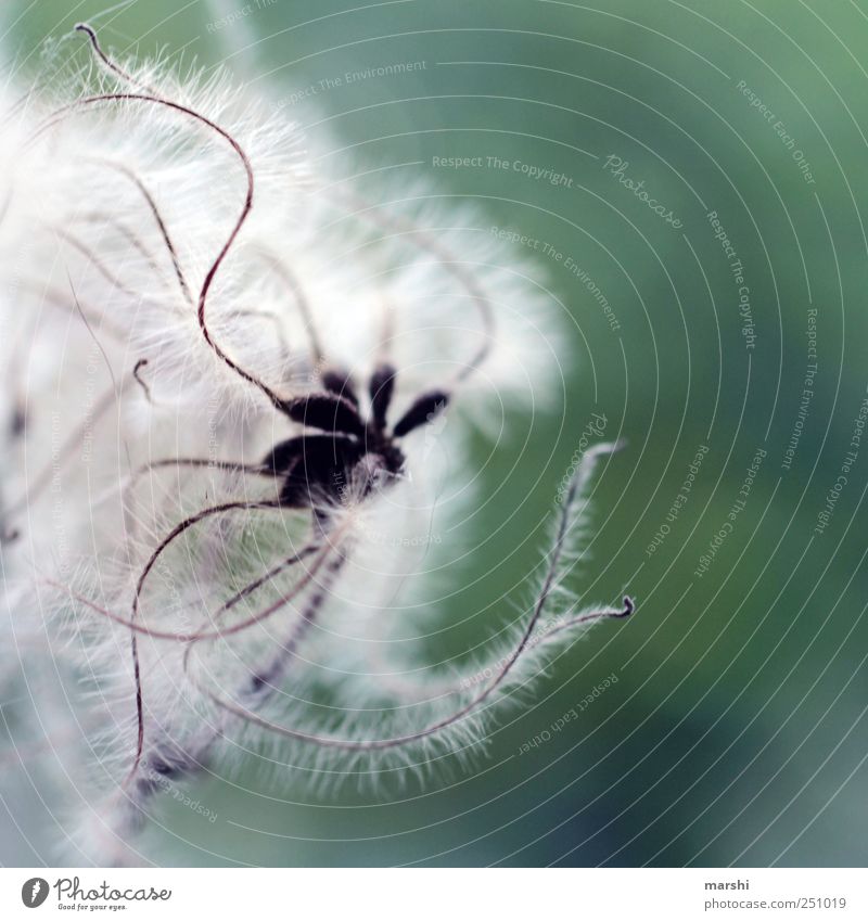 tentacles Nature Plant Soft Detail Tentacle Dandelion Colour photo Exterior shot