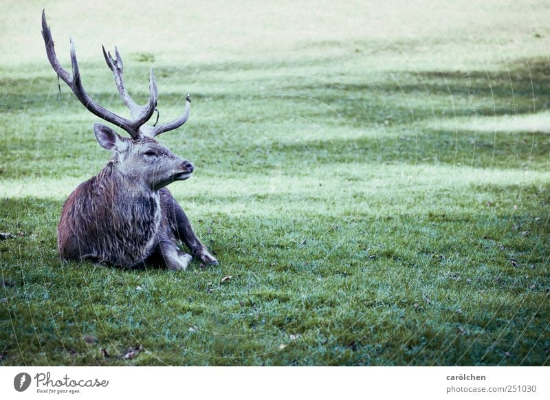 hunter master Meadow Animal Wild animal 1 Gray Green Deer Fallow deer Antlers Sit Stationary Colour photo Subdued colour Exterior shot Day Full-length