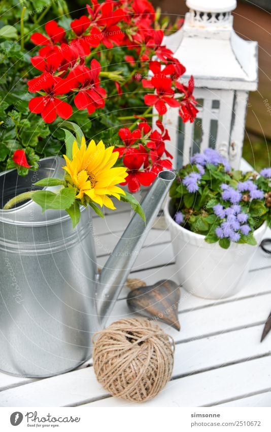 Garden decoration with red geraniums watering can from above Well-being Leisure and hobbies Decoration Birthday Work and employment Tool Rope Watering can Wood