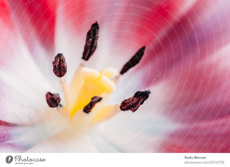 Close-Up Details Of Pink Tulip Flower Beautiful Summer Garden Feasts & Celebrations Valentine's Day Mother's Day Birthday Nature Plant Spring Beautiful weather