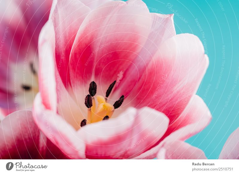 Close-Up Details Of Pink Tulip Flower Beautiful Summer Garden Feasts & Celebrations Valentine's Day Mother's Day Birthday Nature Plant Spring Blossom Bouquet