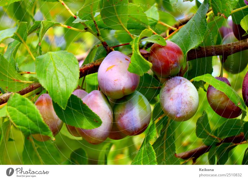 Purple plums ripening on a branch. Fruit Jam Nutrition Organic produce Vegetarian diet Diet Sun Summer Climate Plant Bushes Leaf Agricultural crop Garden Fresh