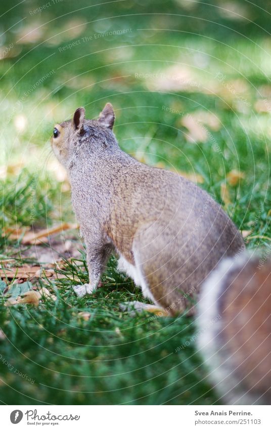 . Beautiful weather Grass Park Meadow Animal Wild animal Squirrel 1 Natural Curiosity Colour photo Subdued colour Exterior shot Deserted Animal portrait