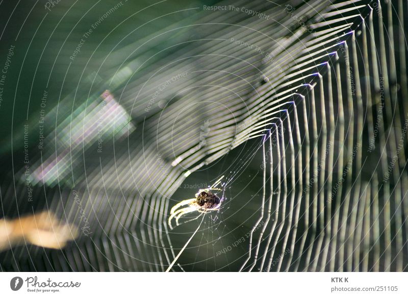 Grab the vine, Jane! Handicraft Architect Construction site Acrobat Trapper Net Nature Elements Lanes & trails Spider Decoration Sewing thread Silk Hang Crawl