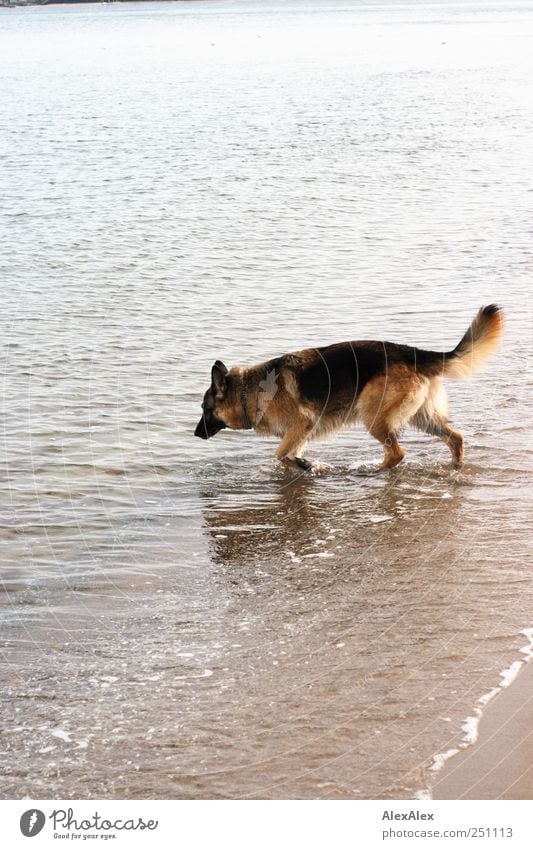 Seahorses? Trip Summer Beautiful weather Beach Baltic Sea Timmendorf beach Pet Dog German Shepherd Dog 1 Animal Sand Water Swimming & Bathing Walking Cold Wet