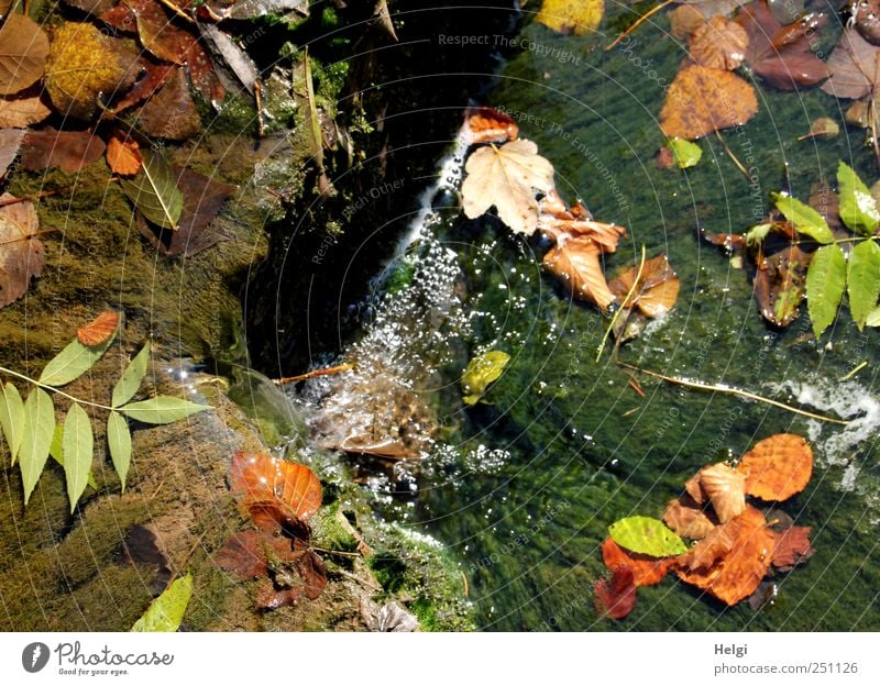 Chamansülz colorful fall... Environment Nature Landscape Plant Water Autumn Beautiful weather Moss Leaf Foliage plant Wild plant Rock Mountain Black Forest