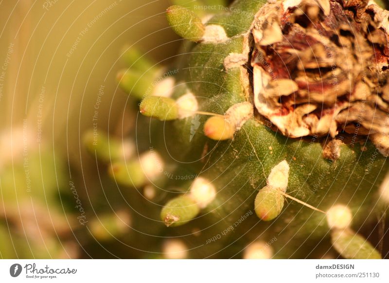 Prickly little fruit Food Fruit Nature Summer Plant Cactus Exotic To enjoy Authentic Fresh Delicious Juicy Thorny Sweet Brown Yellow Green White Subdued colour