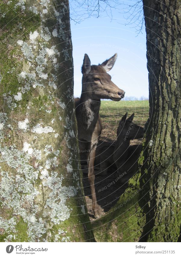 Cautious look Trip Hiking Agriculture Forestry Nature Landscape Sky Cloudless sky Summer Beautiful weather Tree Moss Tree trunk Animal Wild animal Animal face