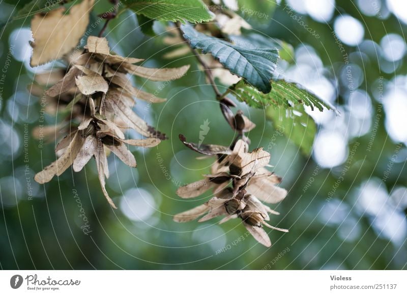 Hornbeam - deciduous tree Nature Plant Autumn Tree Leaf Hang Beech tree Grove birch fruit stand Colour photo Close-up Detail Day Light