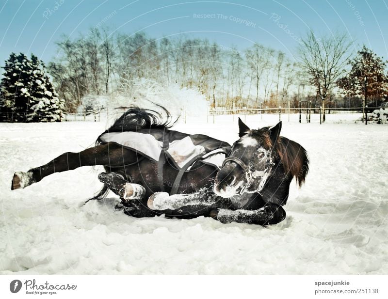 Dancing in the white Snow Environment Nature Landscape Winter Meadow Farm animal Horse 1 Animal Movement Muscular Rebellious Joie de vivre (Vitality) Joy Romp