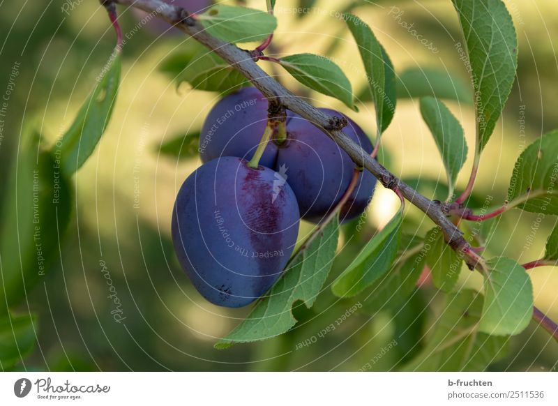 Plums on the tree Food Fruit Organic produce Vegetarian diet Healthy Eating Agriculture Forestry Plant Tree Agricultural crop Fresh Natural Blue Plum tree