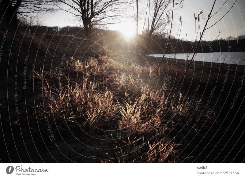 shore zone Environment Nature Landscape Sky Horizon Sun Spring Beautiful weather Tree Grass Bushes Twigs and branches coast Beach Lake Illuminate Idyll