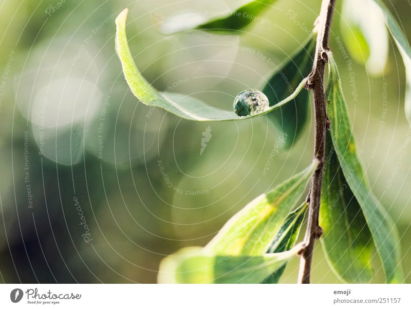 hammock Environment Nature Drops of water Spring Beautiful weather Plant Bushes Leaf Foliage plant Natural Green Fresh Glittering Colour photo Exterior shot