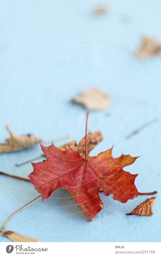 [CHAMASÜLZ 2011] Bringing along Environment Nature Plant Autumn Lie Old natural Dry Blue Brown Change Autumn leaves Autumnal Early fall Autumnal colours flaked