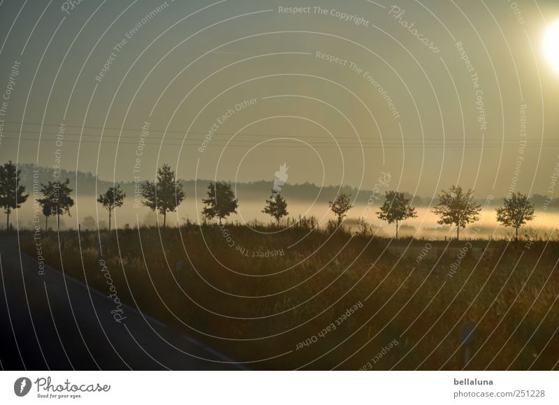 1,300 fog droplets for Fotoline and Mella Environment Nature Landscape Plant Sky Cloudless sky Sunrise Sunset Sunlight Autumn Beautiful weather Fog Tree Grass