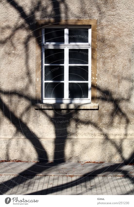 TreeHouse | ChamanSülz House (Residential Structure) Environment Wall (barrier) Wall (building) Facade Window Stress Chaos Surprise Apartment Building Sidewalk