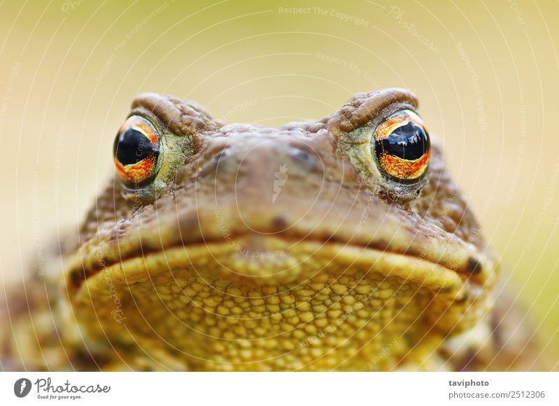 beautiful brown toad portrait Beautiful Skin Face Environment Nature Animal Large Small Natural Cute Slimy Wild Brown Gray Dangerous bufo Toad common European