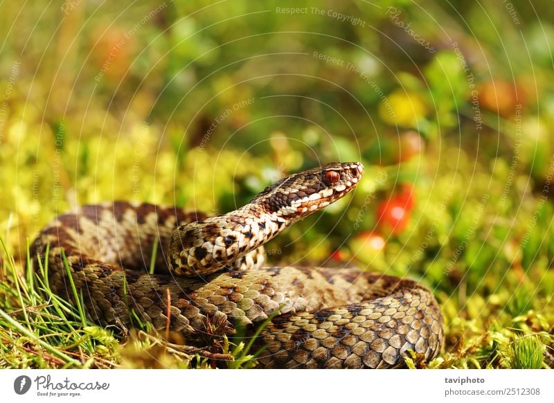 beautiful male common european adder in natural habitat Beautiful Man Adults Environment Nature Animal Wild animal Snake Natural Gray Green Fear Dangerous