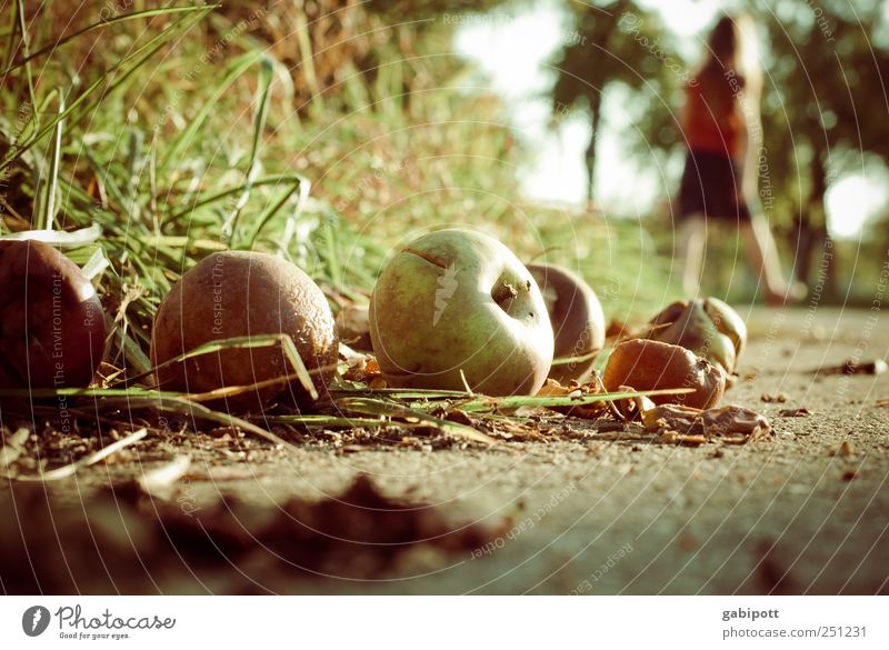 Falling fruit | Chamansülz 2011 Food Fruit Apple Windfall Nutrition To dry up Broken Sustainability Natural Brown Fragrance Apocalyptic sentiment Idyll Nature