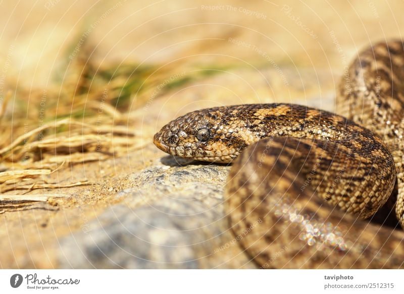 close up of javelin sand boa Beautiful Skin Youth (Young adults) Environment Nature Animal Sand Snake Small Natural Wild Brown Dangerous Colour eryx jaculus