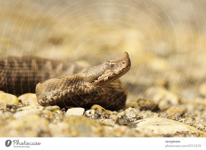 closeup of juvenile sand viper Beautiful Nature Animal Sand Snake Large Creepy Natural Wild Brown Dangerous venomous horned Viper wildlife vipera ammodytes nose