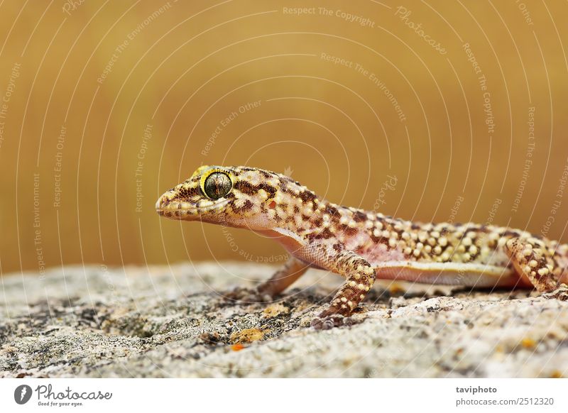 closeup of wild turkish gecko Beautiful Skin House (Residential Structure) Nature Animal Natural Cute Wild Brown Gray Colour Gecko image wildlife Hemidactylus