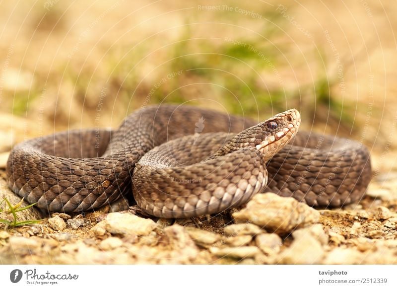 female Vipera berus on ground, full length Beautiful Woman Adults Environment Nature Animal Wild animal Snake Natural Brown Fear Dangerous vipera habitat