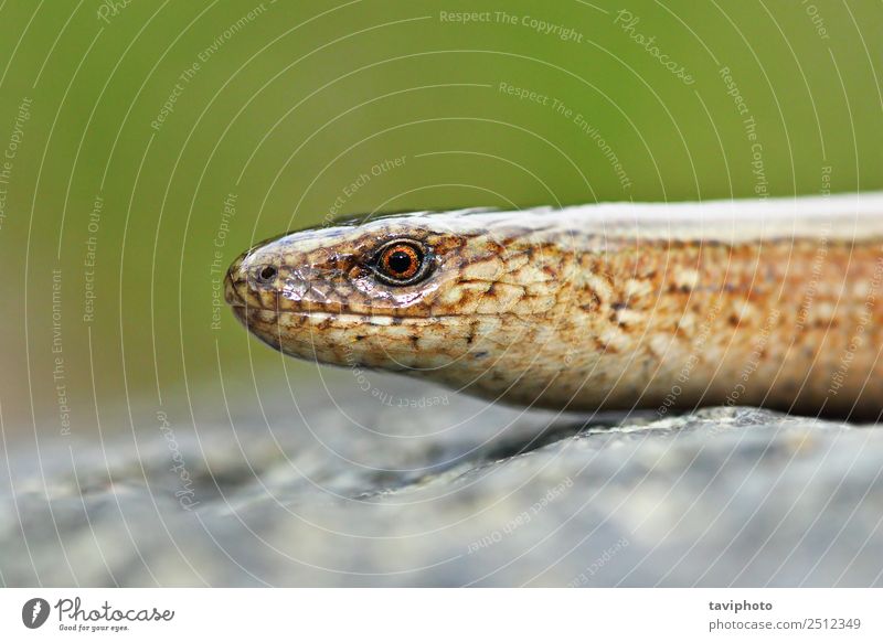 macro view of Anguis colchica's head Beautiful Garden Nature Animal Snake Worm Natural Slimy Wild Brown Green False Colour fragilis Slow worm deaf adder