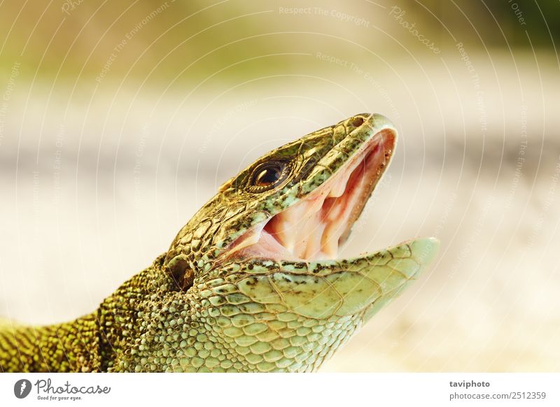 portrait of aggressive Lacerta viridis Beautiful Skin Summer Man Adults Mouth Nature Animal Large Small Natural Cute Wild Green Colour lacerta lizard Reptiles