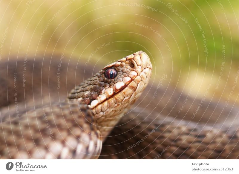 portrait of female common european viper Beautiful Skin Woman Adults Nature Animal Wild animal Snake Brown Gray Fear Dangerous Viper vipera berus European