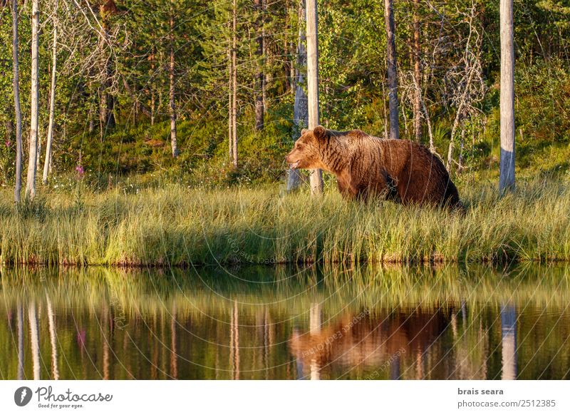 Brown Bear Adventure Biologist Hunter Environment Nature Animal Water Earth Tree Forest Lake Wild animal Brown bear 1 Love of animals Serene