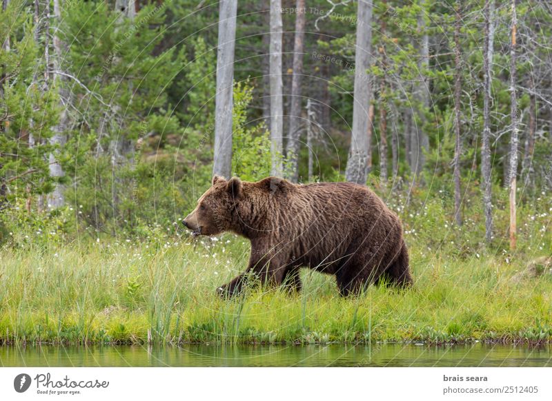 Brown Bear Adventure Safari Expedition Science & Research Environment Nature Animal Water Earth Tree Forest Lake Finland Wild animal Brown bear 1