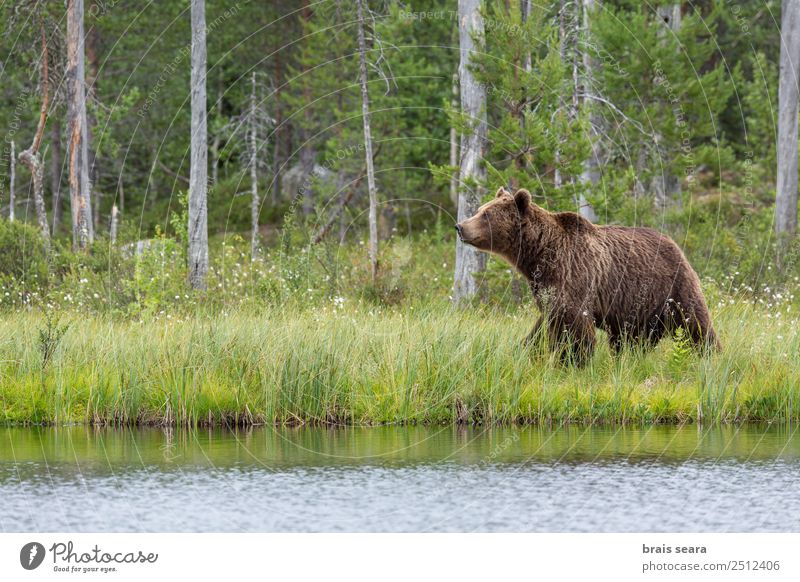 Brown Bear Adventure Science & Research Environment Nature Landscape Animal Water Earth Tree Forest Lake Finland Wild animal Brown bear 1 Gigantic