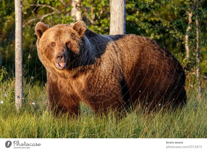 Brown Bear Adventure Biologist Hunter Environment Nature Animal Earth Forest Wild animal Brown bear 1 Love of animals Fear Environmental protection wildlife