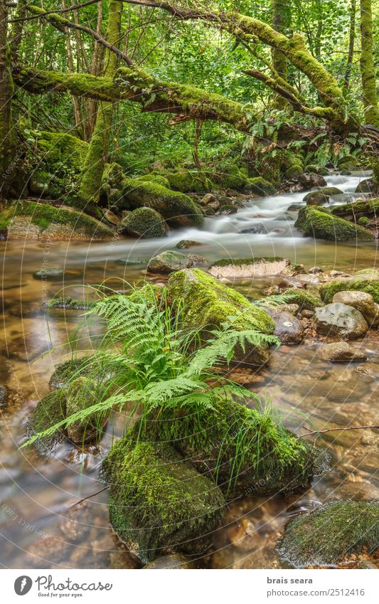 River trough forest Vacation & Travel Adventure Science & Research Environment Nature Landscape Plant Water Earth Spring Tree Moss Forest Waterfall Galicia