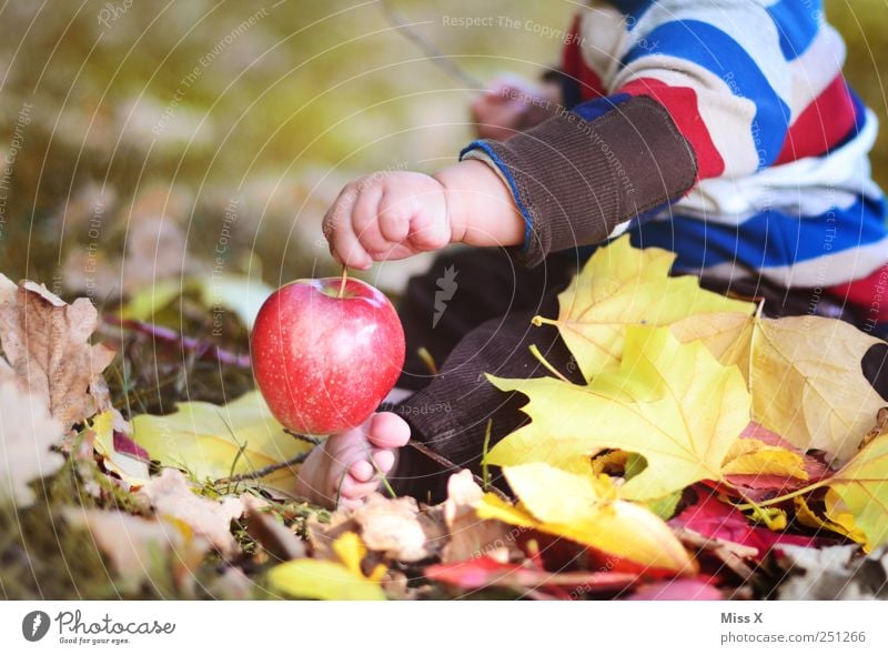 little Adam Food Apple Nutrition Organic produce Human being Child Baby Toddler Hand 1 0 - 12 months 1 - 3 years Nature Autumn Beautiful weather Meadow