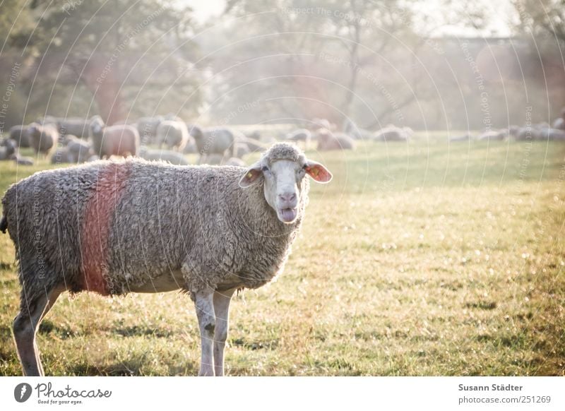 [CHAMANSÜLZ 2011] Wool Petry Meadow Field Animal Farm animal Group of animals Herd To talk Dawn Twilight Animal portrait Full-length Looking into the camera