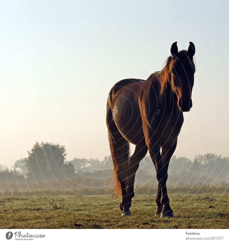 Hello beauty! Environment Nature Landscape Plant Animal Sky Cloudless sky Fog Grass Bushes Meadow Pet Horse Animal face Pelt 1 Natural Brown Colour photo