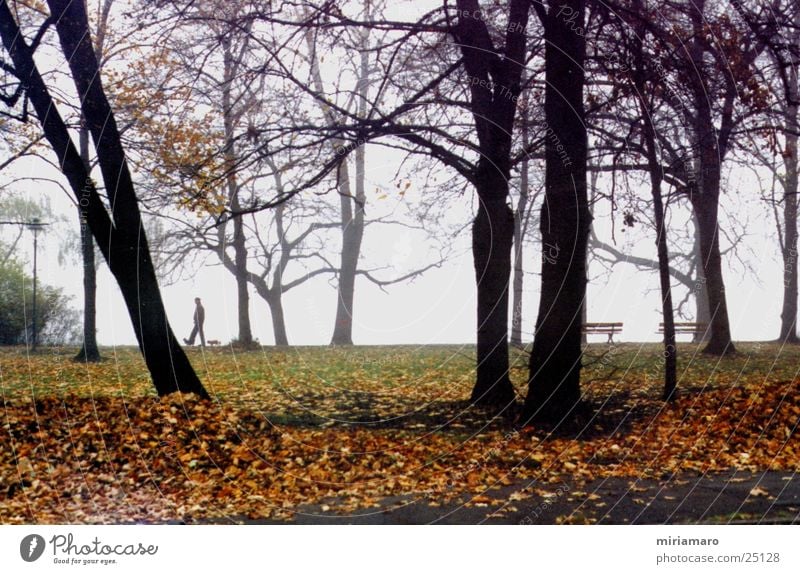 autumn walk Autumn Tree Leaf Dog Fog Landscape Human being