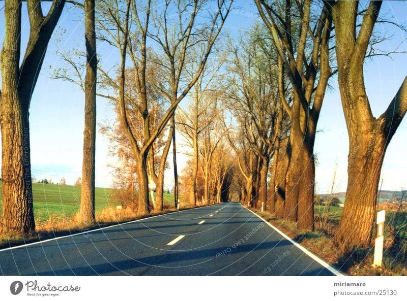 Country road in autumn Tree Light Asphalt Landscape Street Sky