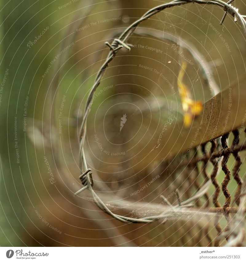 barbed wire spiral Metal Rust Old Point Safety Protection Colour photo Exterior shot Experimental Deserted Day Shallow depth of field Central perspective