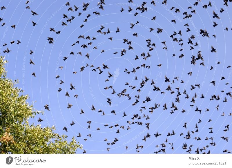 breakup Cloudless sky Animal Bird Flock Flying Many Traveling Assembly Migratory bird Starling Flee Colour photo Multicoloured Exterior shot Pattern Deserted